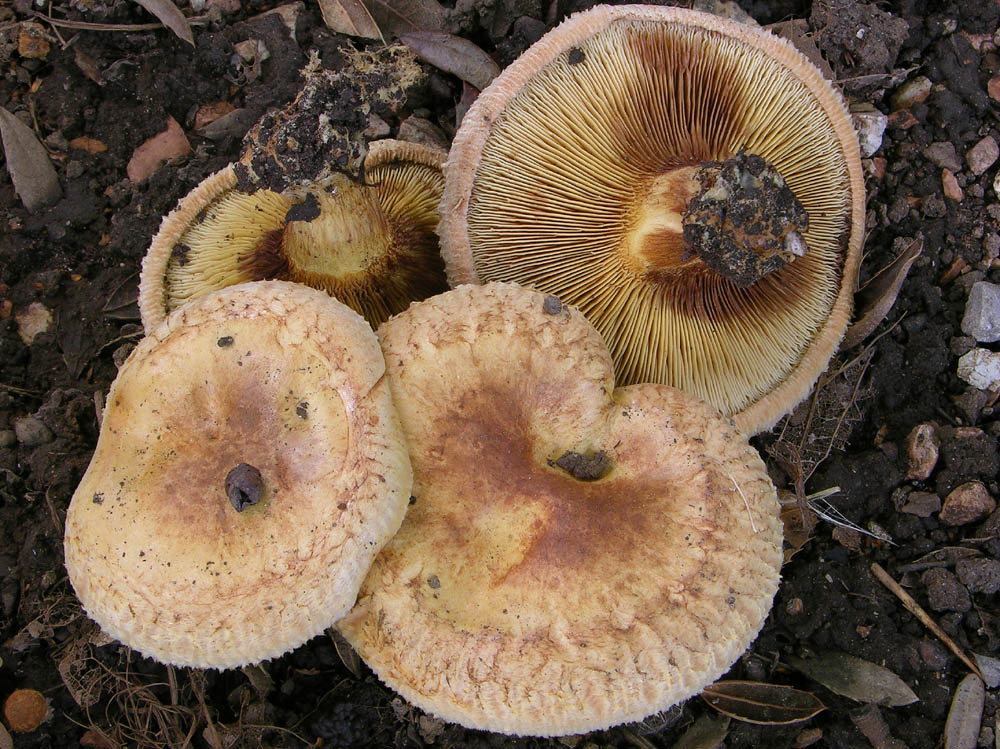 Paxillus ammoniavirescens Contu & Dess�